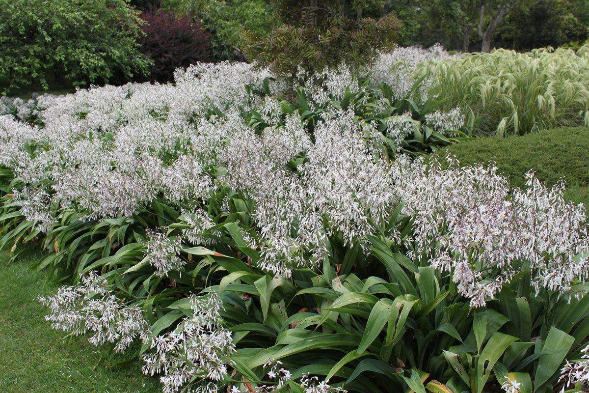 Arthropodium cirratum (1)